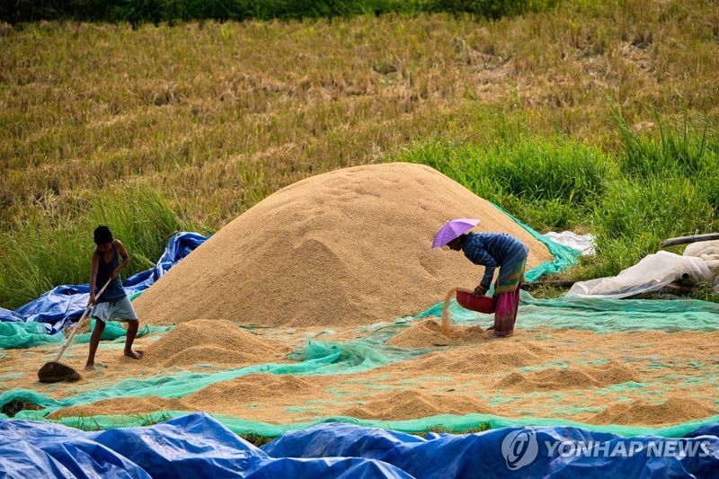 인도, 몬순 강우량 108% 전망…쌀 생산 확대 기대에 국제 가격 완화 가능성