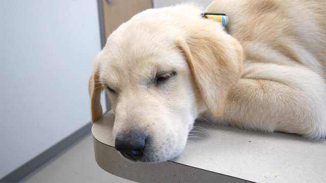 “깊이 8미터 낭떠러지 구조전”…TV 동물농장 새끼 고양이, 바다의 입양→생명의 희망을 전하다 / SBS