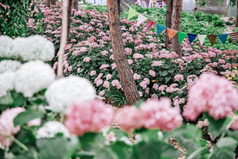 수국단밤포차부터 버스킹공연까지…‘공주 유구 색동수국정원 꽃축제’ 충청남도 공주에서 열린다
