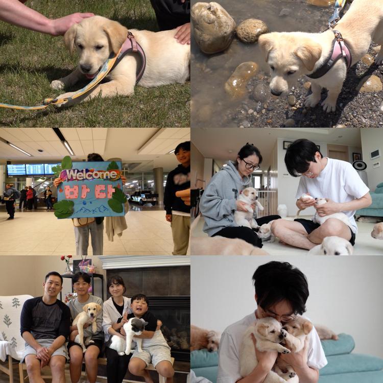 새끼 리트리버 바다의 긴 비행…TV동물농장 강태, 캐나다 입양길 동행→생명을 잇는 여정 / SBS