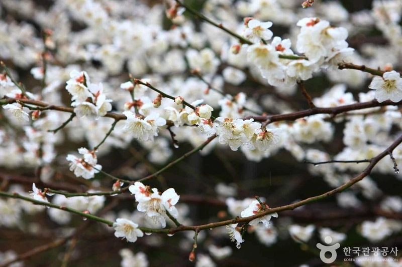 사진 출처 = 포토코리아(한국관광공사) 광양 매화마을