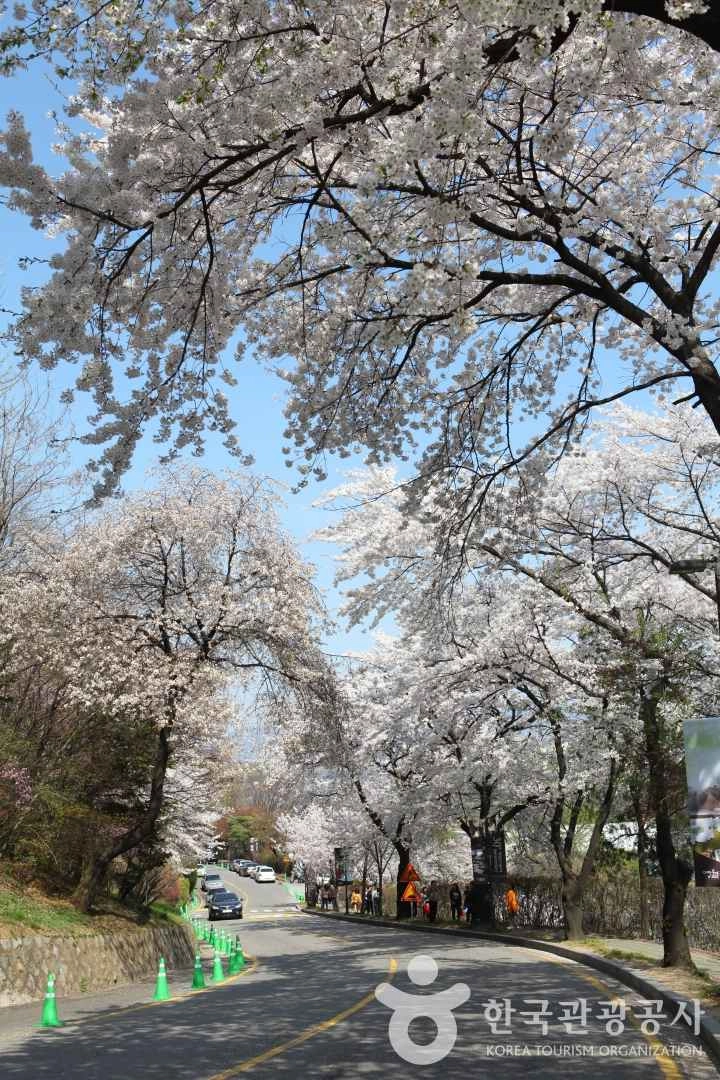 사진 출처 = 포토코리아(한국관광공사) 워커힐드라이브코스