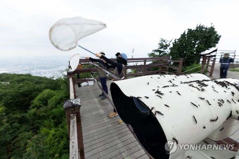 환경부 직원들, 인천 계양산 러브버그 방제 작업 / 연합뉴스