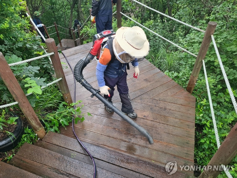 인천 계양산 러브버그 방제 작업 / 연합뉴스