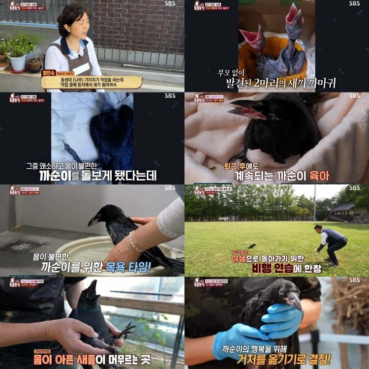 까순이와 민숙 씨의 이별…‘TV동물농장’ 까마귀 독립기→뭉클한 감동 전하다