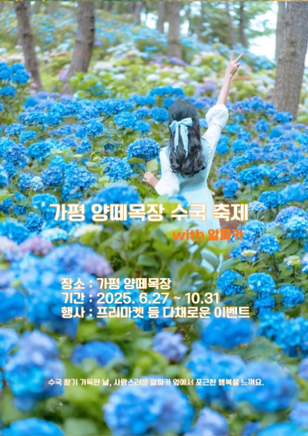 수국밭 산책부터 알파카 교감까지…‘가평 양떼목장 수국축제’ 경기도 가평에서 열린다