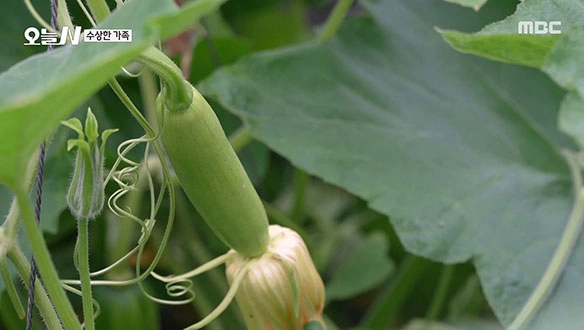 인삼 한 상과 한옥 돌집…‘오늘N’ 주인장 부부의 여름→삶을 닮은 맛과 집 / MBC