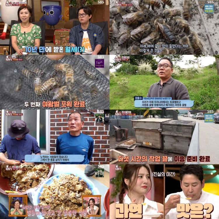 10년 묵은 꿀의 이사…‘TV동물농장’ 천장 속 토종벌, 여왕벌 이동작전→가족의 달콤한 월세 / SBS