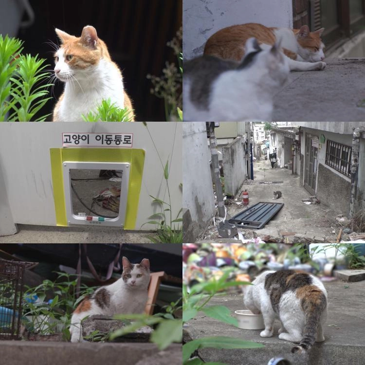 “텅 빈 골목에 남겨진 울음”…‘TV동물농장’ 종례씨, 한남3구역 고양이 구조→사라진 마을의 마지막 이야기 / SBS