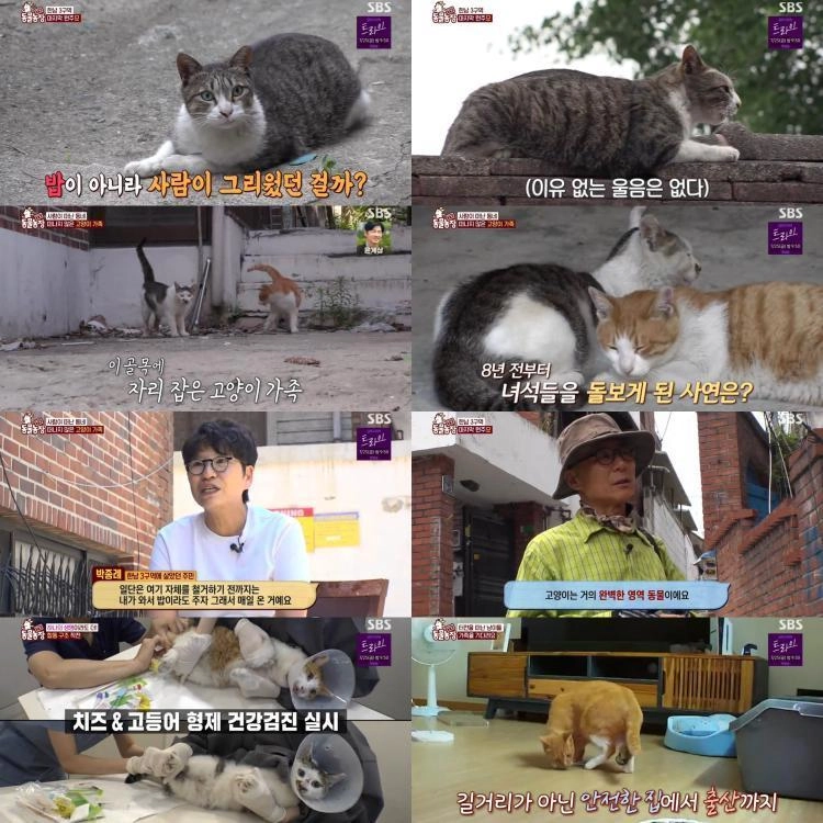 “사람 없는 골목의 울음”…‘TV동물농장’ 한남3구역 길고양이 구조기, 종례 씨의 헌신→5% 시청률 여운 / SBS