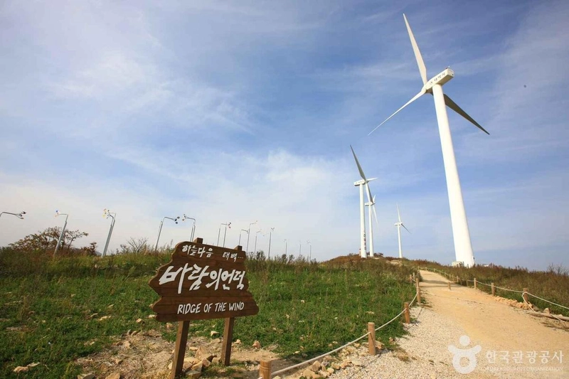 사진 출처 = 포토코리아(한국관광공사) 태백 바람의언덕