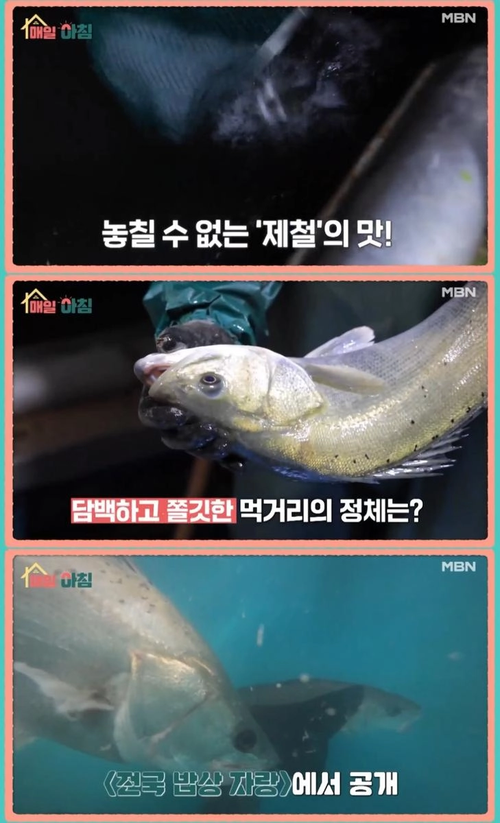 MBN ‘매일아침’ 방송 캡처