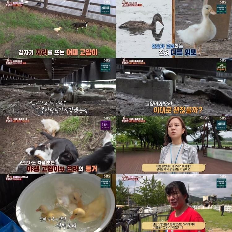 “고양이 품에 안긴 아기 오리”…TV동물농장, 길고양이 가족 우정→시청률 1위 / SBS