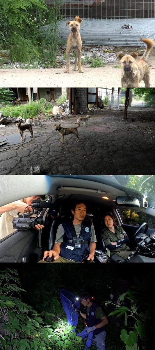 “폐공장 점령한 들개 무리”…JTBC ‘비하인드’, 긴박 구조작전 현장→마을의 눈물