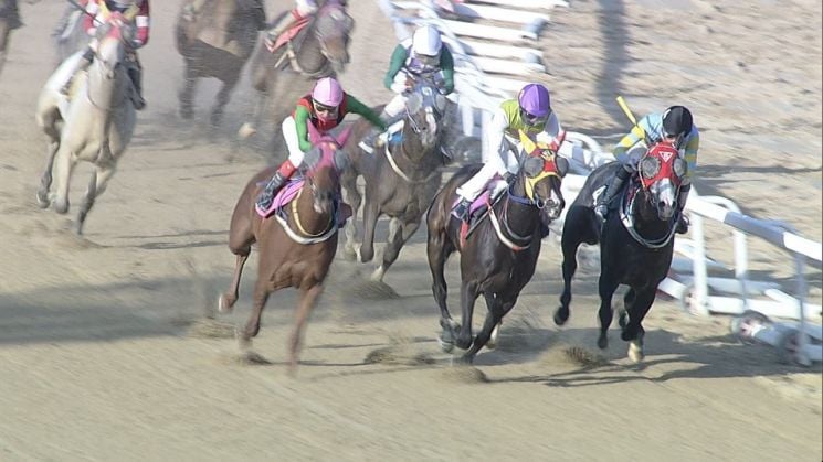출처: 한국마사회 부경본부