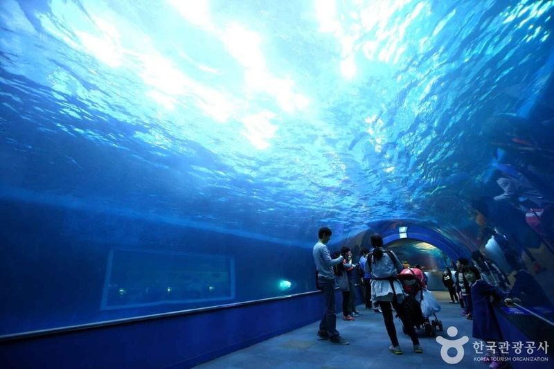 사진 출처 = 포토코리아(한국관광공사) 장생포 고래생태체험관