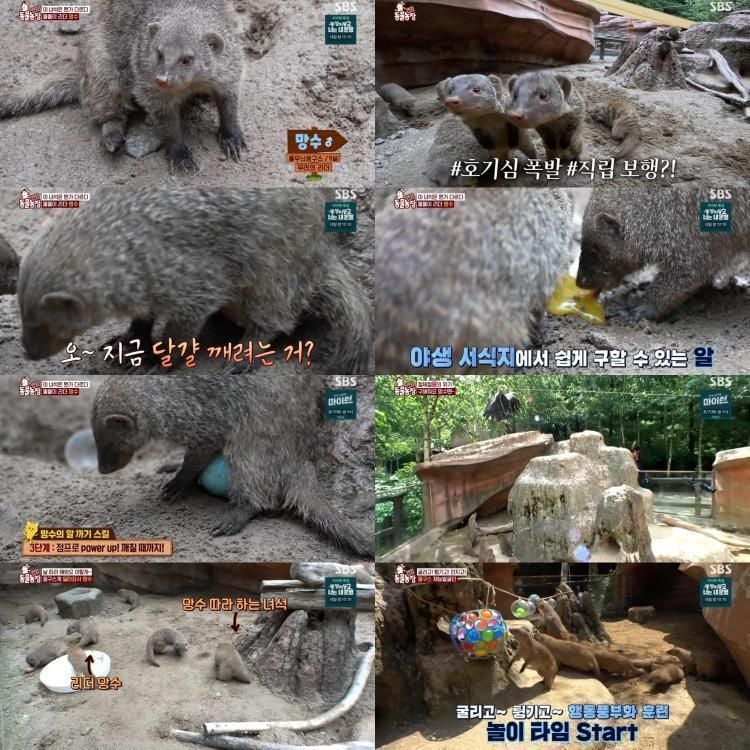 천재 몽구스 망수의 계란 쇼…‘TV동물농장’ 몽구스 리더십→귀여움과 카리스마 동시 폭발 / SBS