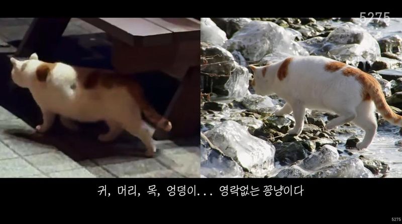 유튜브 채널 ‘5275 오이칠오’ 캡처