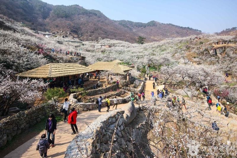 사진 출처 = 포토코리아(한국관광공사) 광양 매화마을
