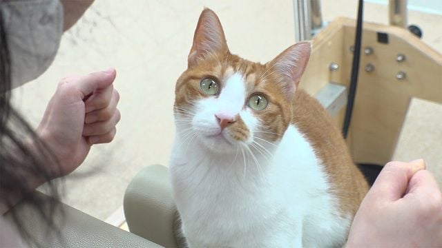 폐가 안 백구 가족의 모성…TV 동물농장 선희 씨, 새 시작→구출의 감동