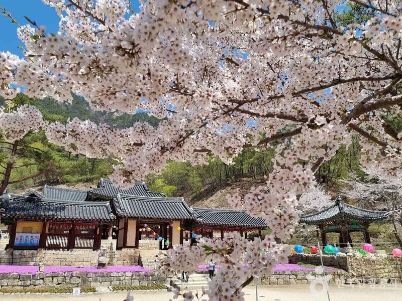 사진 출처 = 포토코리아(한국관광공사) 청평사의 봄