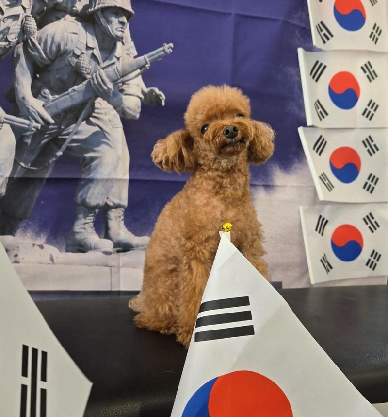 “늠름한 우리 뽀그리야”…윤세아, 광복 기념 반려견→여운 가득 셀럽 일상 / 배우 윤세아 인스타그램