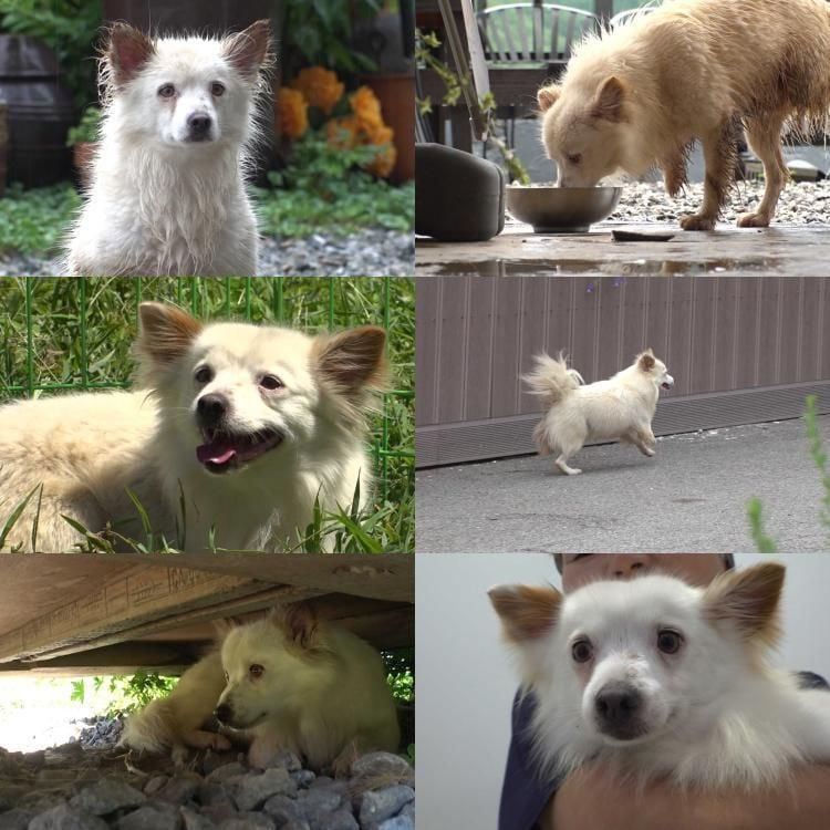 두 발 남은 기다림…‘TV동물농장’ 흰둥이, 미옥 씨의 애틋한 동행→가족으로 물든 시간 / SBS