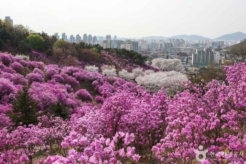 사진 출처 = 포토코리아(한국관광공사) 부천 원미공원