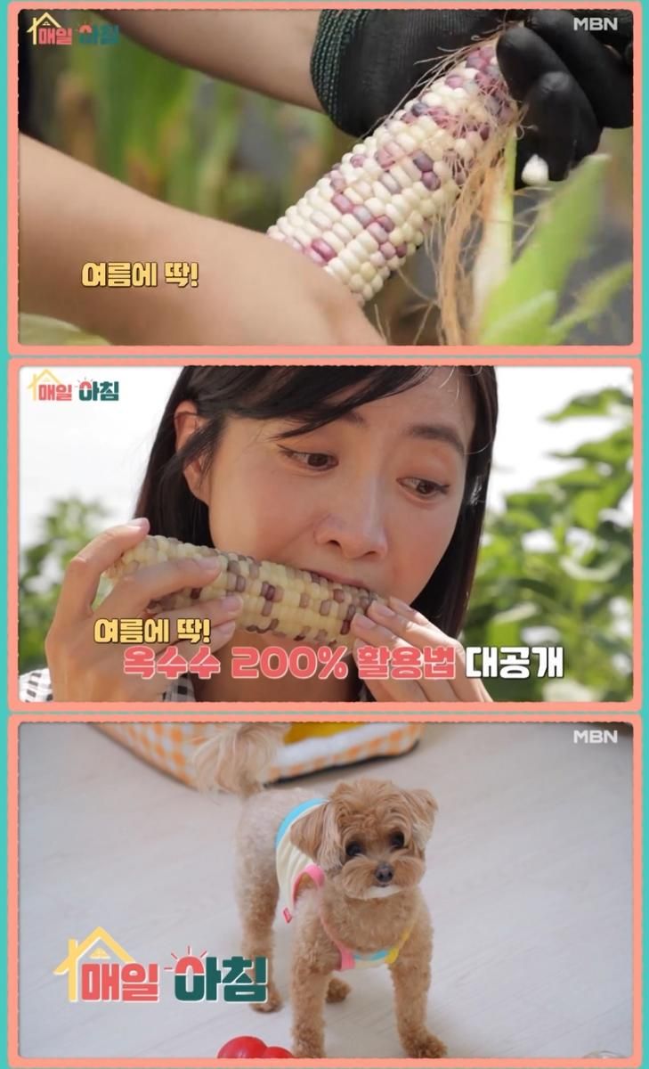 MBN ‘매일아침’ 방송 캡처