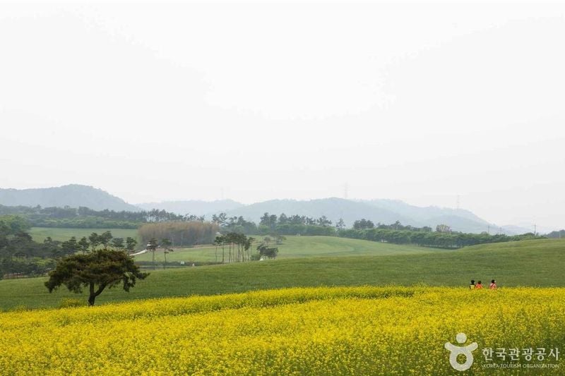 사진 출처 = 포토코리아(한국관광공사) 고창청보리밭