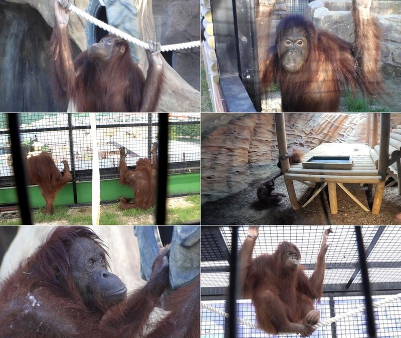 “바다 앞 새 보금자리”…‘TV동물농장’ 오랑우탄 모녀, 적응과 성장 이야기→모성의 뭉클한 울림 / SBS