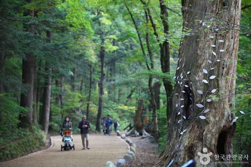 사진 = 포토코리아(한국관광공사) 월정사 전나무숲