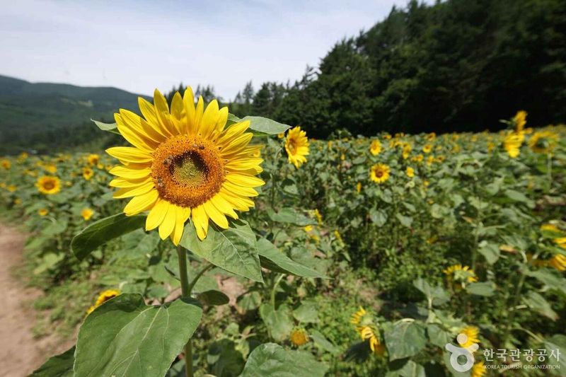 사진 = 포토코리아(한국관광공사) 태백고원자생식물원