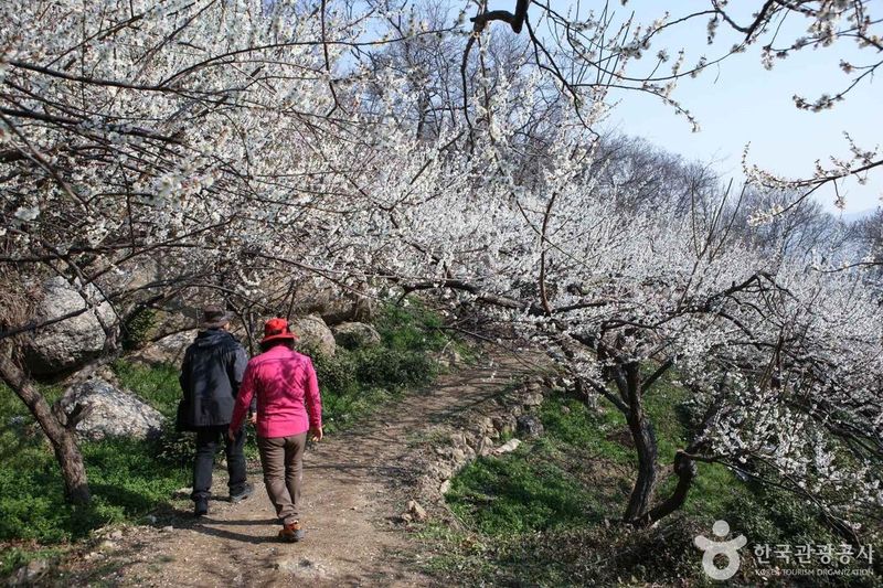 사진 = 포토코리아(한국관광공사) 광양 매화마을