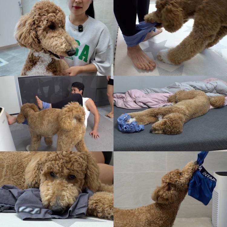 “아빠 팬티는 내 거야”…SBS TV동물농장 삐용이, 집착의 이유→웃음과 궁금증 남기다 / SBS