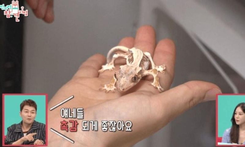 MBC '전지적 참견 시점'