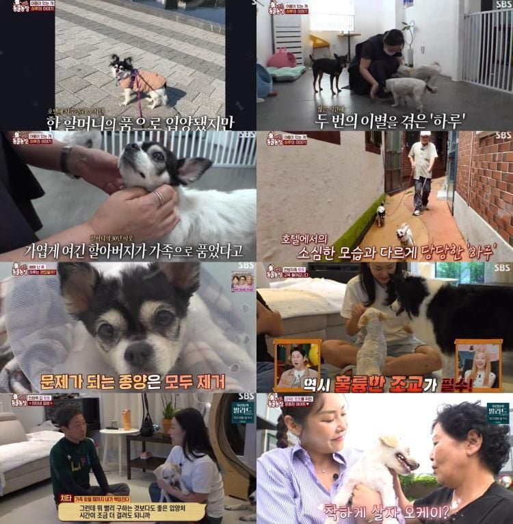 “에너지 폭발 토토의 새 보금자리”…TV동물농장 치타, 반려동물 입양→따스한 가족의 품 / SBS