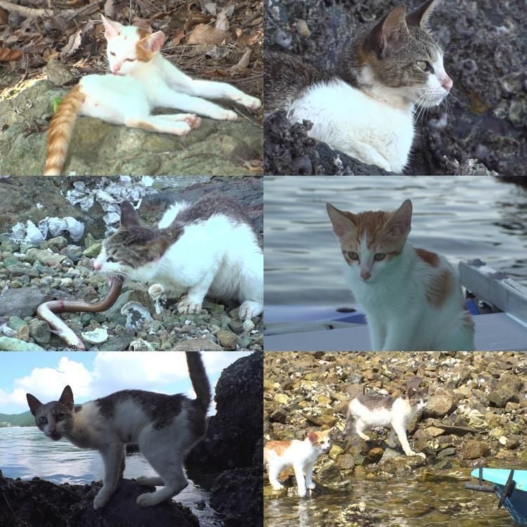 무인도 고양이 가족의 표류기…‘동물농장’ 대망자도 생존기→섬에 남겨진 삶의 흔적 / SBS
