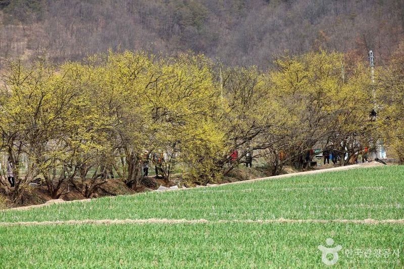 사진 = 포토코리아(한국관광공사) 의성