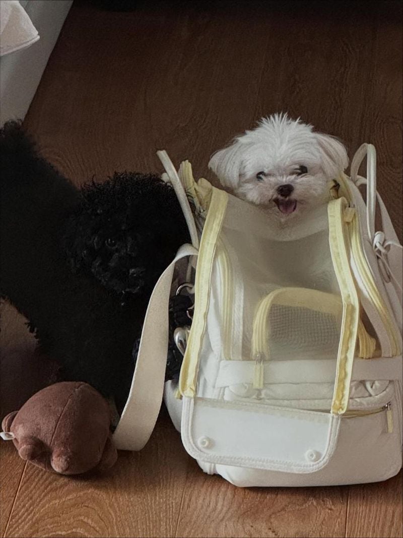 배우 남보라 인스타그램