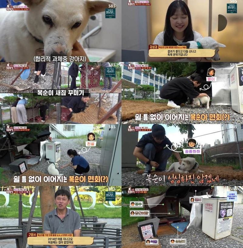 “까칠했던 유기견, 동네 아이돌로”…TV동물농장 복순이, 골목의 반전 견생기→공동체 돌봄의 감동 / SBS