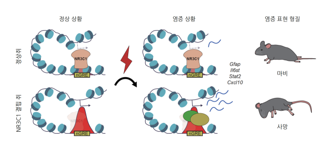 출처=KAIST