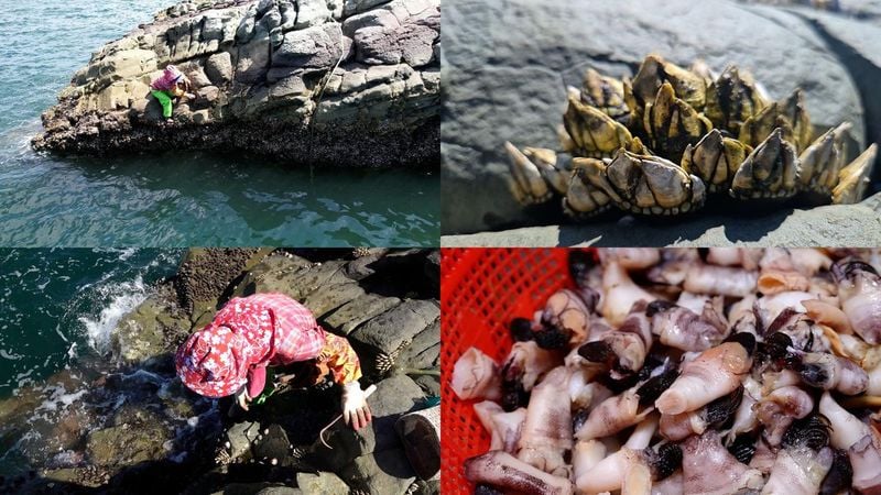 갯바위와 산속의 사투…‘극한직업’ 거북손·산양삼 채취 현장→가을의 땀방울, 삶을 일구다 / EBS