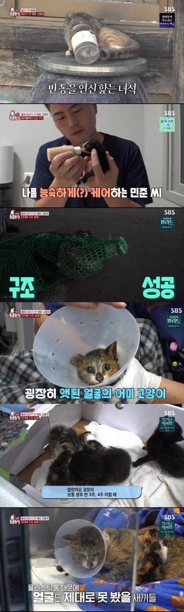 “머리엔 통, 품엔 새끼들”…TV동물농장 어미 고양이 구조→기적의 모성에 울고 웃다 / SBS