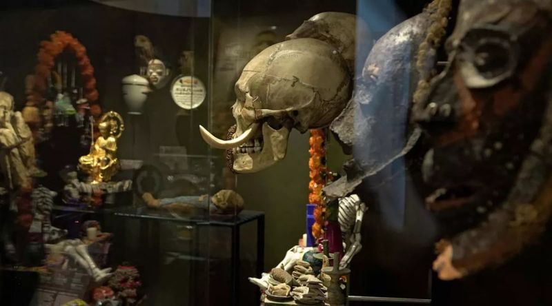 출처=프랑스 국립자연사박물관