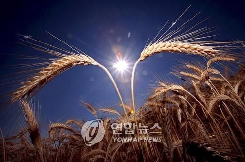 중국, 무역전쟁 휴전 후 미국산 밀 수입 추진…시카고 밀 2.1% 상승