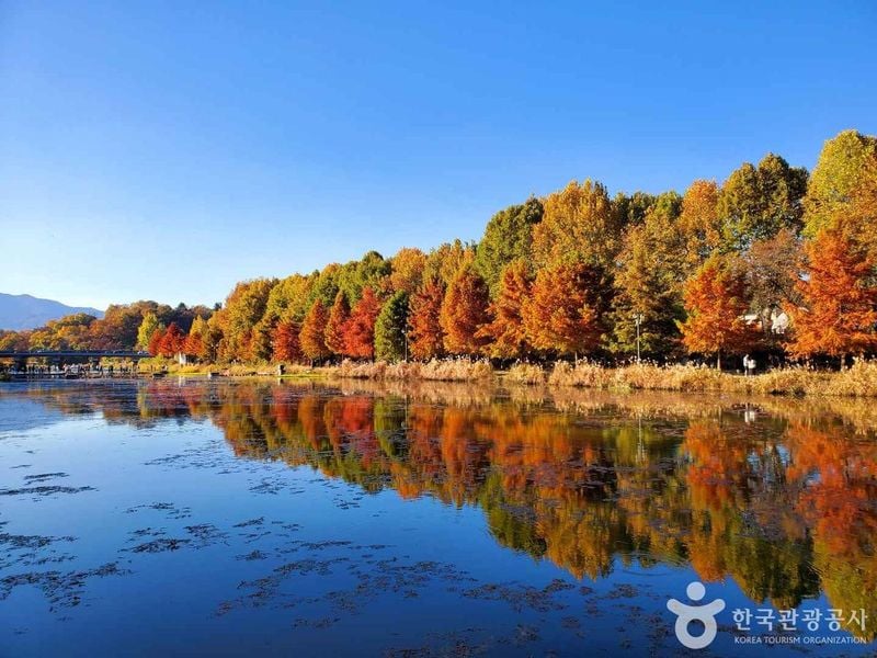 출처 : 한국관광공사 포토코리아(관방제림)