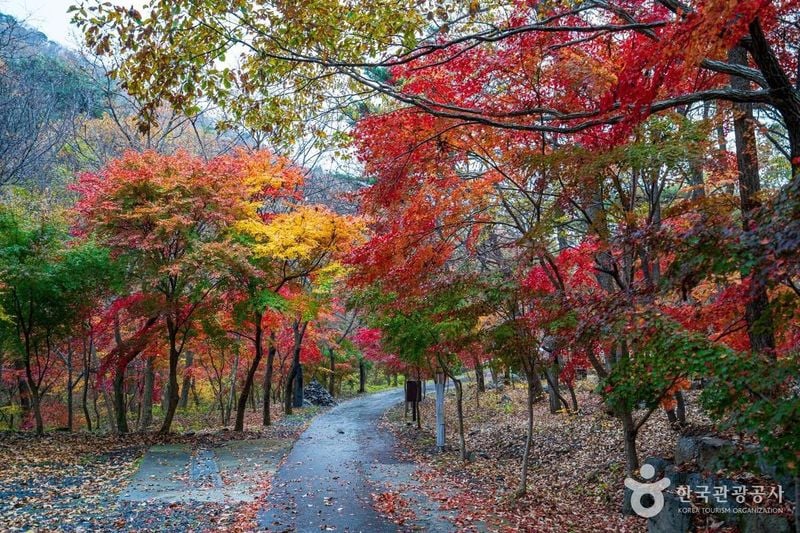 성주산자연휴양림 출처 : 한국관광공사 포토코리아