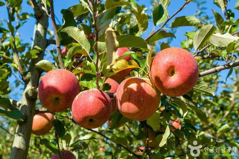 영주사과 출처 : 한국관광공사 포토코리아