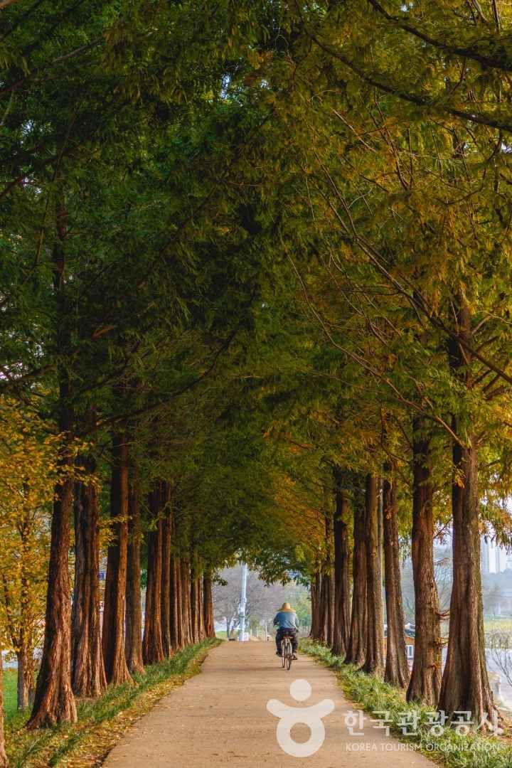 공주 메타세콰이어길 출처 : 한국관광공사 포토코리아